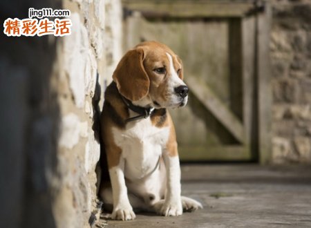 流浪狗上门吉凶