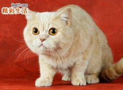 小猫上门是吉还是祸