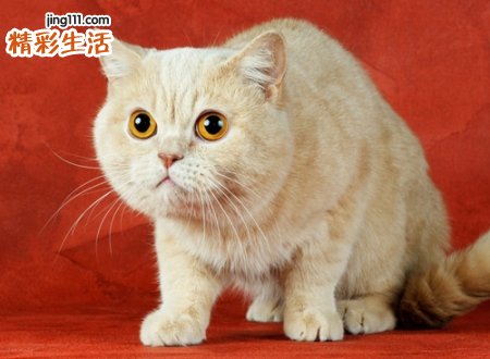 小猫上门是吉还是祸
