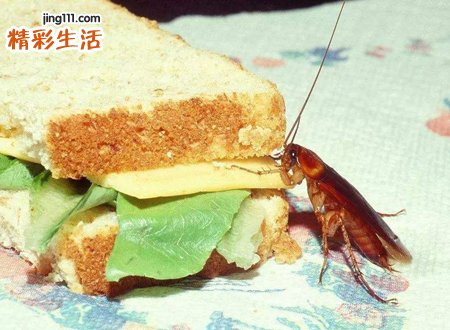 蟑螂进屋的预兆