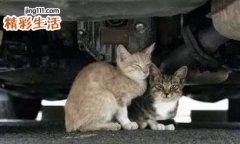 开车撞到猫的破解方法 开车压死猫有什么忌讳吗