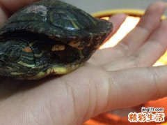 梦见乌龟咬人