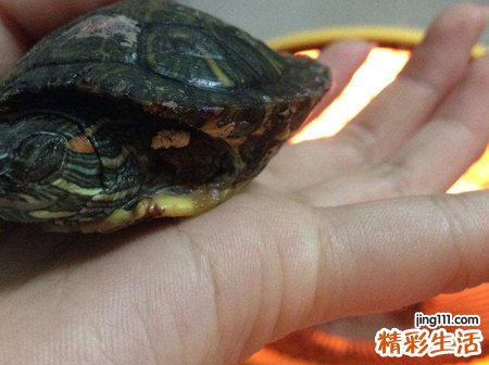 梦见乌龟咬人