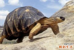 归妹卦是绝命卦吗？归妹卦是好卦还是坏卦?
