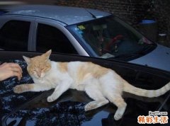 开车压死猫要注意什么？开车压到死猫有什么忌讳？