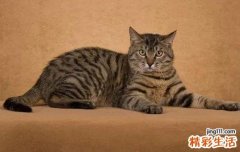 狸花猫在风水上的说法？狸花猫来家里有什么预兆？