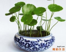 家里养铜钱草好不好 铜钱草在家养有害处吗