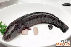 鱼缸里面为什么都要养一条黑鱼 鱼缸里面养一条黑鱼有啥讲究