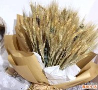 大麦干花摆放的禁忌 大麦干花花束有什么寓意