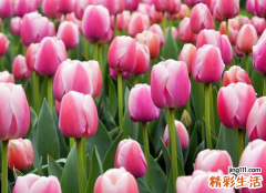 郁金香千万不能乱送 送郁金香的含义