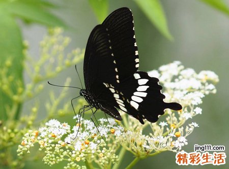 梦见黑蝴蝶