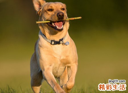 梦见被黑狗咬