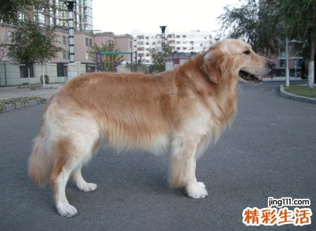 梦见一群狗