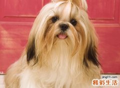 梦见打死狗