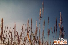 11月7日结婚日子好吗 11月7日是好日子吗
