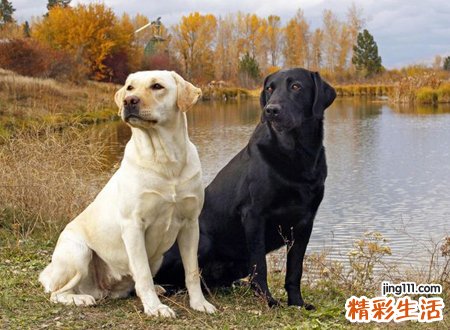 白狗招财黑狗挡灾
