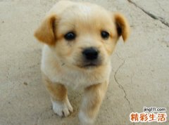 孕妇梦见被狗咬