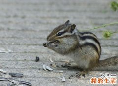 孕妇梦见吃瓜子