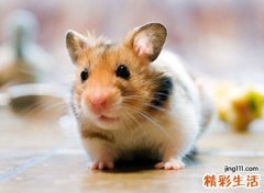 家里有老鼠有什么预兆