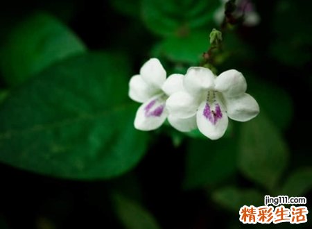高姿态的潮网名，霸气独到的花椒名字令人赞不绝口