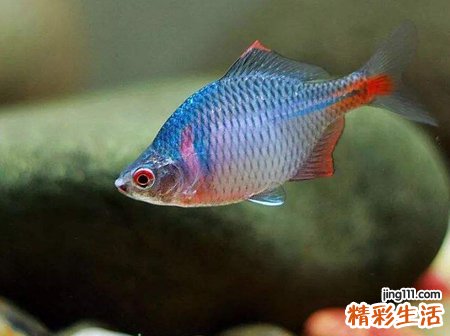 梦见吃大鱼