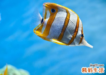 梦见鱼吃人