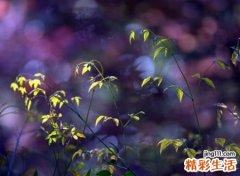 复古有诗意的网名，唯美昵称有文艺气息