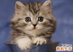 梦见猫咬我