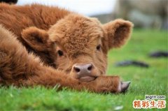 农历12月份的牛宝宝好吗 12月份牛宝宝好不好