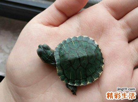 捡到乌龟有什么忌讳吗