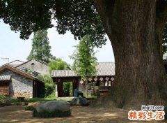 为什么家里不栽梧桐树