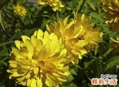 月朗似水小清新英语昵称，素净唯美淡泊名利的英文网名
