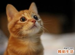 梦见猫追我