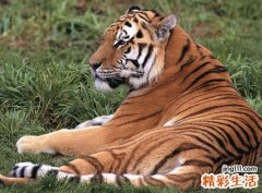 梦见老虎
