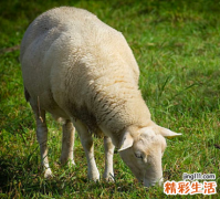 ?属羊的人2022年全年完整运势详解