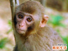 属猴的人2022年全年完整运势详解