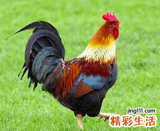 ?属鸡的人2022年全年完整运势详解
