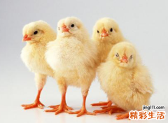 梦见鸡蛋