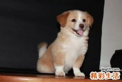 属狗的人2022年全年完整运势详解