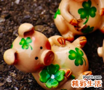 ?属猪的人2022年全年完整运势详解