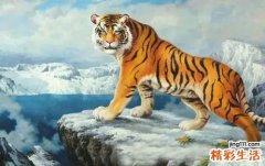 属虎今年2022六月运势 六月的虎命运怎么样