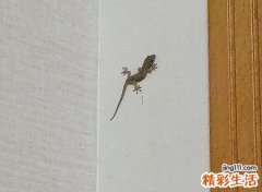 壁虎在家里是什么征兆