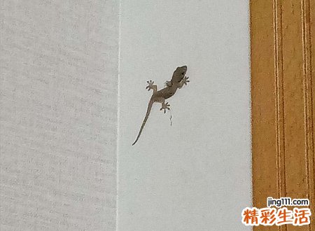壁虎在家里是什么征兆