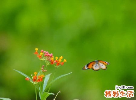 最犀利的网名，有内涵超拉风的最火快手昵称