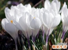 优雅高贵好听的微信昵称，简单不俗气接地气的微信名
