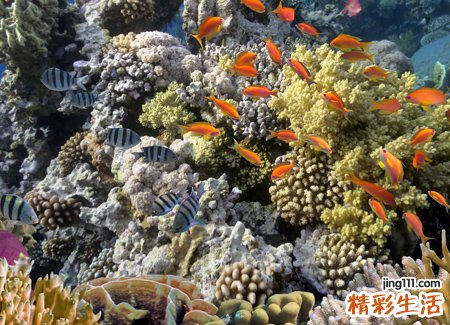 晚上梦见鱼