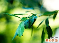 有内涵优雅的网名，气质优雅有深意的抖音昵称
