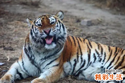 2022年犯太岁的生肖有哪几个 2022年犯太岁的生肖如何化解