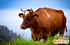 2022属牛的今年多大 属牛在2022年的运程是怎么样