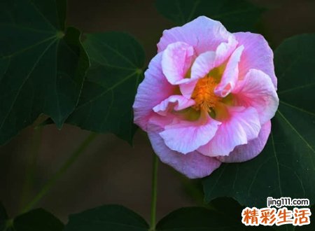 代表追逐梦想的追梦网名，有关梦想的励志昵称